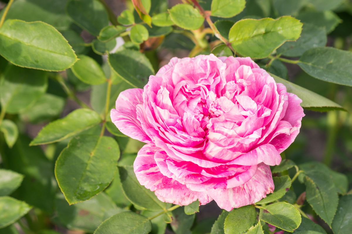 image of rosa roxburghii plant